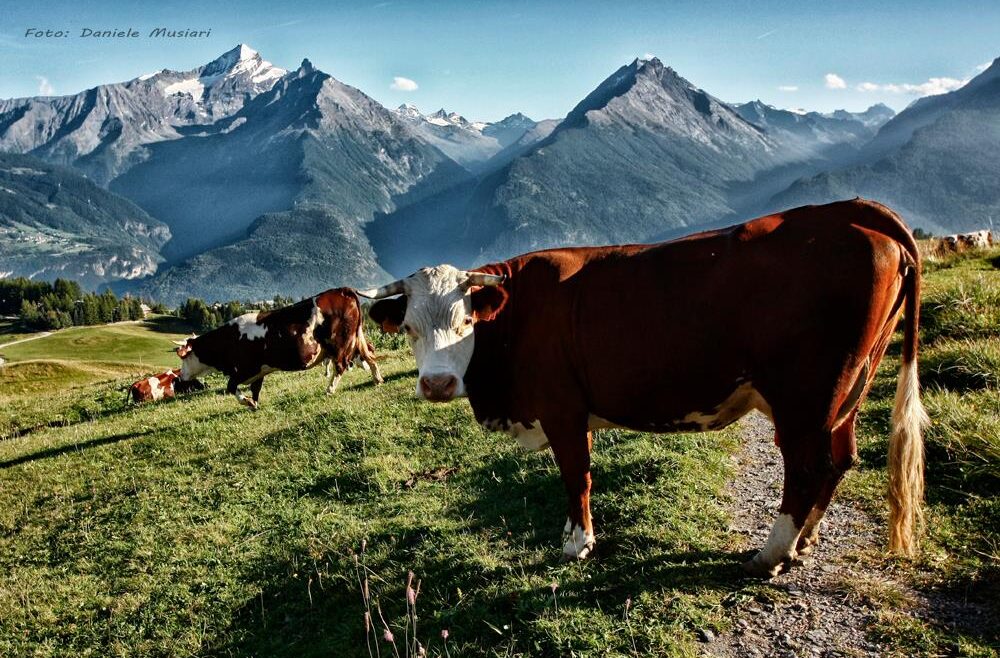 vacanza yoga montagna